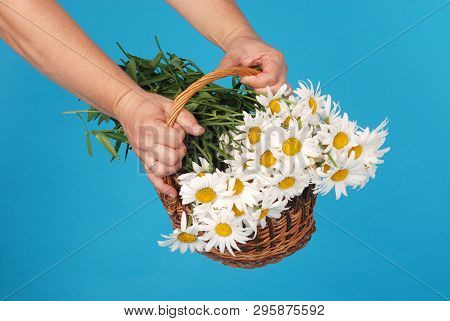 Сhamomile Flowers In The Wicker Basket In Hand On Blue Background