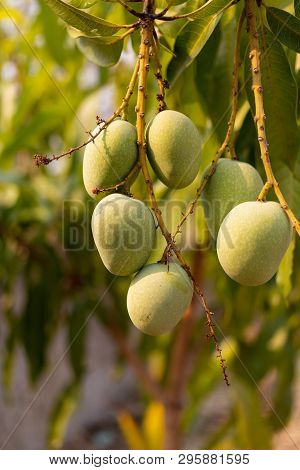 Raw Wild Green Mangoes Hanging On Branch,  Close-up
