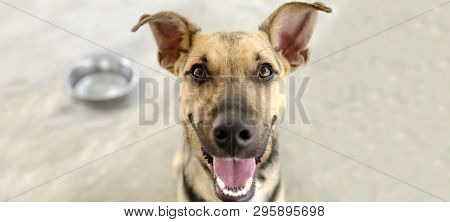 Dog Bowl Happy Is A Very Eager Puppy Dog Excited That He Is Going To Be Getting His Food.