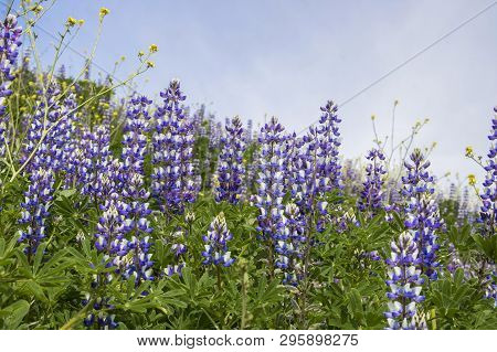Close Up Low Angle View Of Purple Lupine Wildflower Bloom In California With Blue Sky And Yellow Mus
