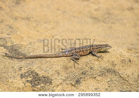 Side Blotched Lizard Sunning On Sandstone Rock On California Foothill.