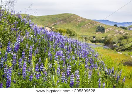 Hillside Blooming With Purple Lupine Wildflowers After Woolsey Wildfire In California.