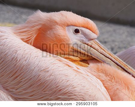 Close Up Of The Face Of A Pink Pelican In Pathos Harbour In Cyprus
