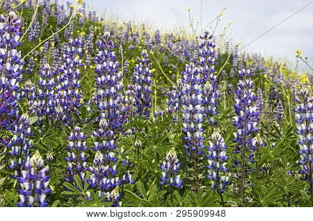 Field Of Lupine In California Foothills Blooming In Purple White And Green With Yellow Mustard Flowe