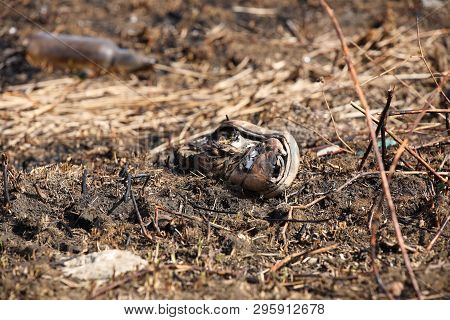 Charred Sneakers Lying On The Fumes After A Fire Of Grass Fire. Consequences Of A Catastrophe. Sprin
