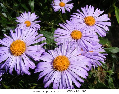 Violet Aster Novi Belgii And Dimosus In Sunny Day. Flower Background.