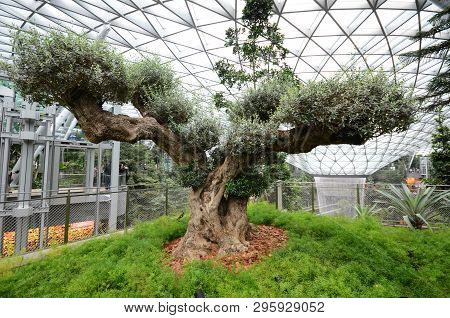 Singapore, 11 Apr, 2019: Old Olive Tree In The Jewal Changi Airport In Singapore. Jewel Changi Airpo