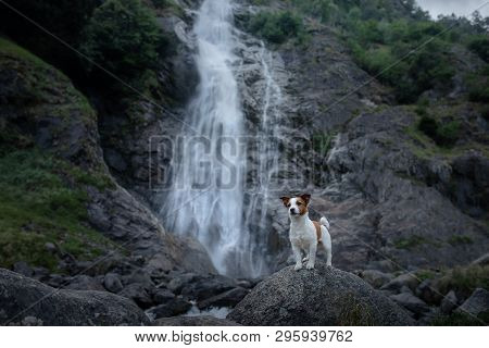 Brave Jack Russell Terrier Standing On A Stone At The Waterfall. Little Dog Near The Water In Nature