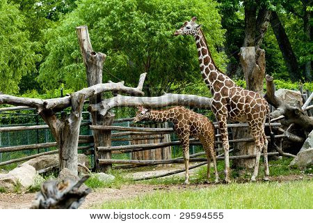 Girafas juntas