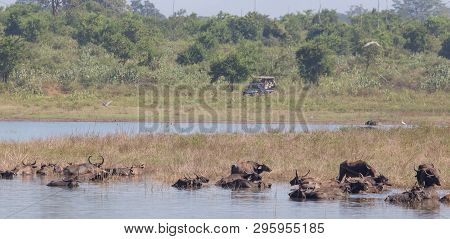 Group Of Buffaloes Bathing In Shallow Pond In National Park In Sri Lanka. Wildlife In Natural Habita