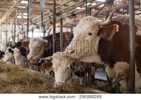 Simmental Cows Lying In Stable. Livestock Breeding Concept
