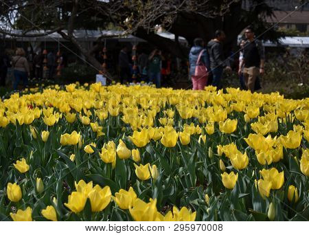 Bowral, Australia - Sept 22, 2018. People Enjoying The Festivities In The Corbett Gardens During The