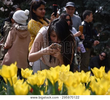 Bowral, Australia - Sept 22, 2018. Girl Taking A Photo In The Corbett Gardens During The Tulip Time 