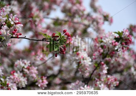 Pink White Cherry Blossom In Full Bloom. Cherry Flowers In Small Clusters On A Cherry Tree Branch. S