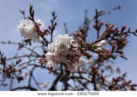 Pink White Cherry Blossom In Full Bloom. Cherry Flowers In Small Clusters On A Cherry Tree Branch. S