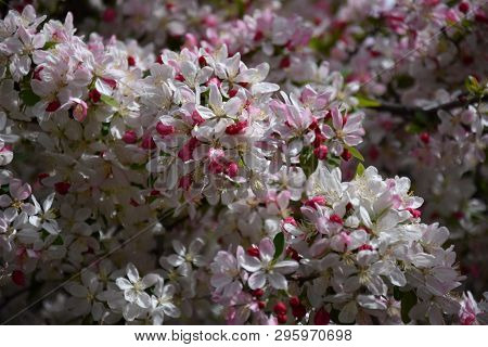 Pink White Cherry Blossom In Full Bloom. Cherry Flowers In Small Clusters On A Cherry Tree Branch. S