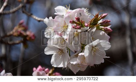 Pink White Cherry Blossom In Full Bloom. Cherry Flowers In Small Clusters On A Cherry Tree Branch. S