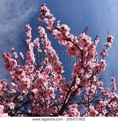 Pink Cherry Blossom In Full Bloom. Cherry Flowers In Small Clusters On A Cherry Tree Branch. Sakura 