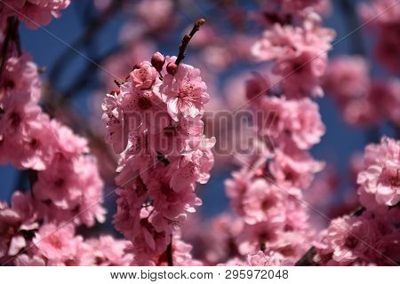 Pink Cherry Blossom In Full Bloom. Cherry Flowers In Small Clusters On A Cherry Tree Branch. Sakura 