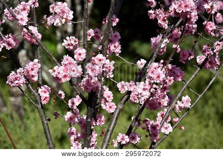 Pink Cherry Blossom In Full Bloom. Cherry Flowers In Small Clusters On A Cherry Tree Branch. Sakura 