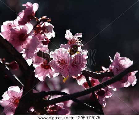 Pink Cherry Blossom In Full Bloom. Cherry Flowers In Small Clusters On A Cherry Tree Branch. Sakura 
