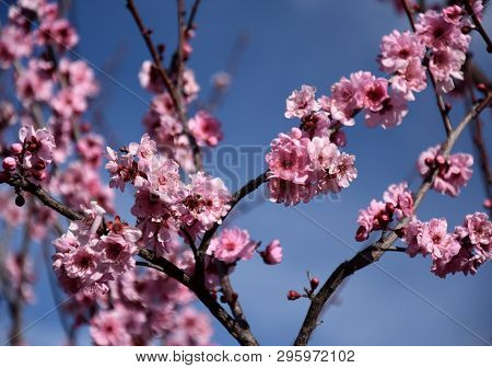 Pink Cherry Blossom In Full Bloom. Cherry Flowers In Small Clusters On A Cherry Tree Branch. Sakura 