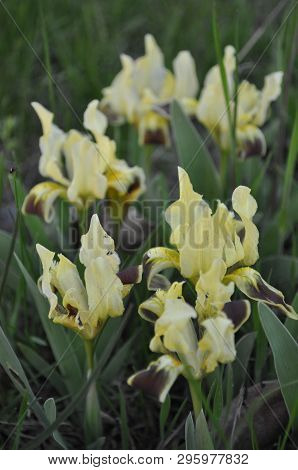 Light Yellow Iris Flowers Closeup. Spring Blooming Irises Among Lush Green Grass. Fleur-de-lis Sprin