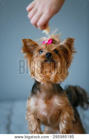 A Small Black-brown Yorkshire Terrier Dog With A Pink Bow Lifted Its Head And Looked At The Treat. G