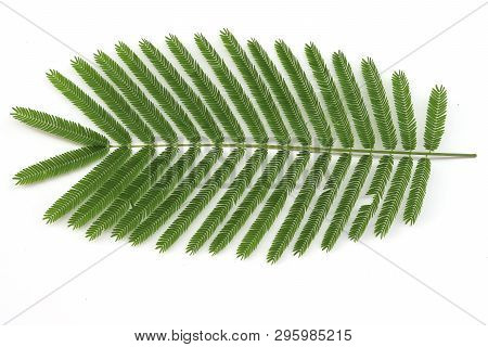 Asian Horsetail - Chaom Acacia, Leaves And Branch Of Chaom , Green Plants Have A Special Aroma. Used