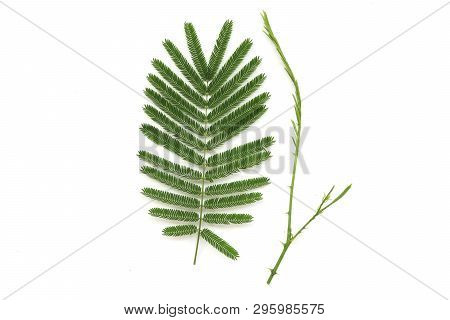 Asian Horsetail - Chaom Acacia, Leaves And Branch Of Chaom , Green Plants Have A Special Aroma. Used