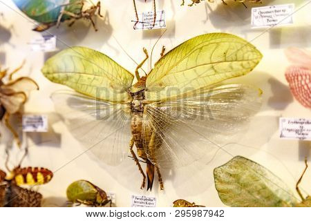 Moscow, Russia - March 12, 2019: Collection of dried natural insects in the Apothecary garden. Set of pin insect in biology museum. Zoology background
