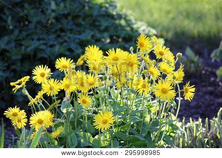 Yellow Flowers In A Park In Summer