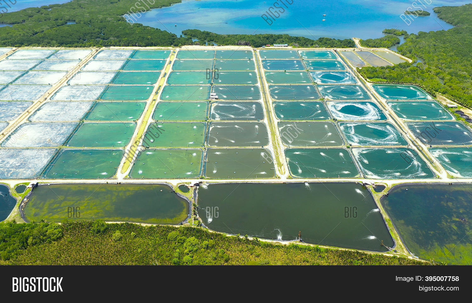 Shrimp Farm Ponds Image & Photo (Free Trial) Bigstock
