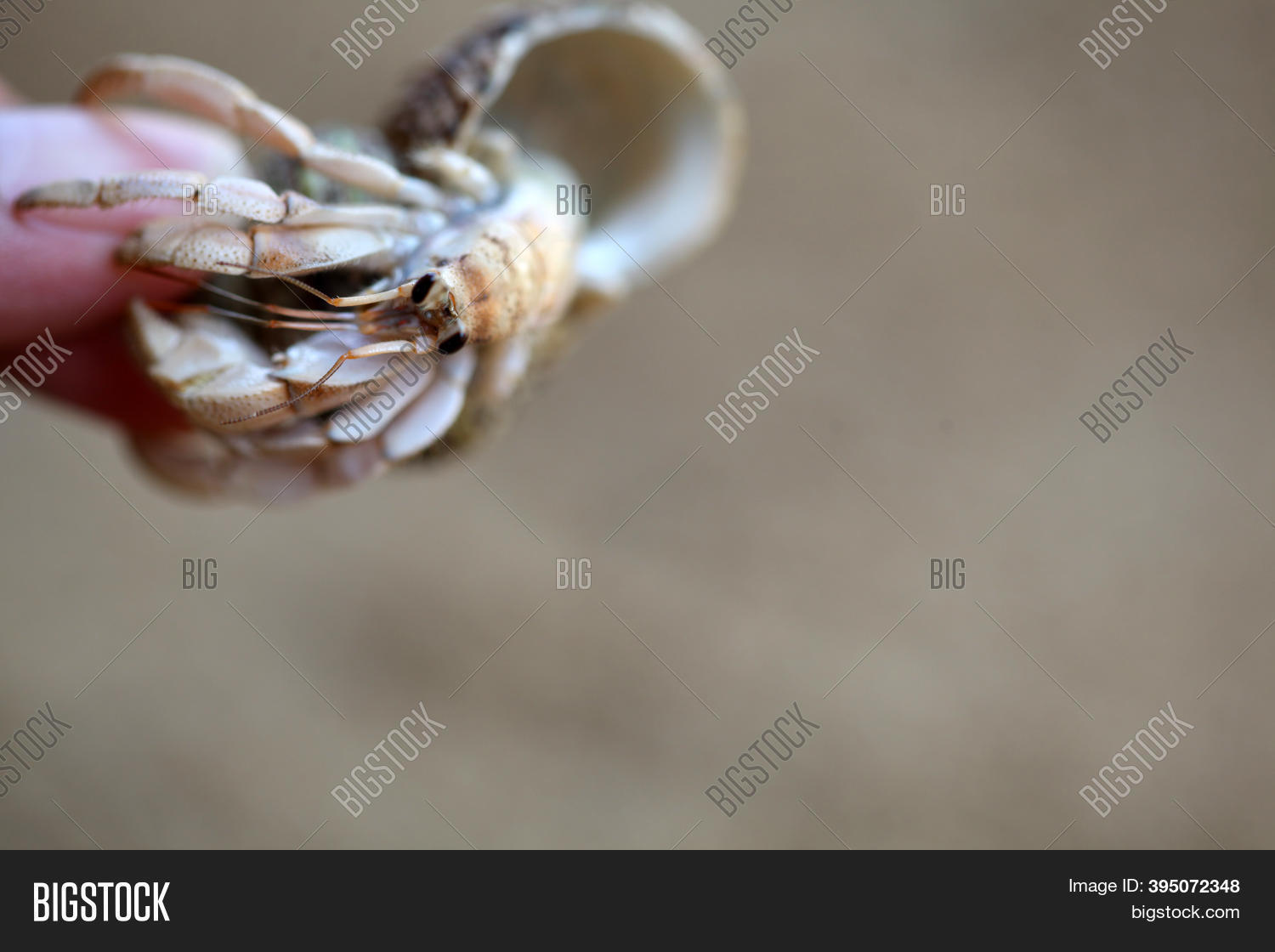 Kelomang Umang Umang Image Photo Free Trial Bigstock