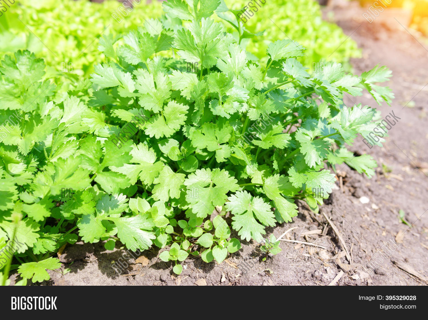 Green Fresh Coriander Image & Photo (Free Trial) Bigstock