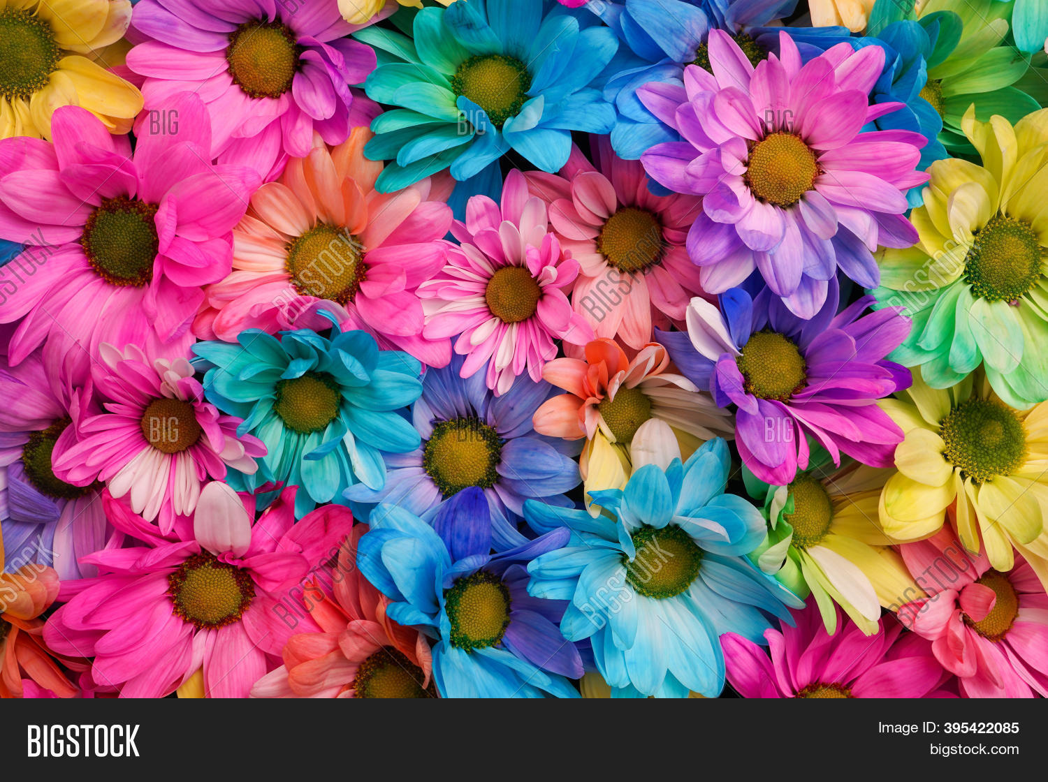 Colourful Flower Heads Image & Photo (Free Trial) Bigstock