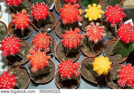 Red And Yellow Gymnocalycium Mihanovichii Grafted Cactuses (moon Cactus) In Pots. Top View.