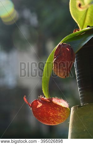 Close-up View Of Beautiful Tropical Pitcher Flower Or Monkey Cup.