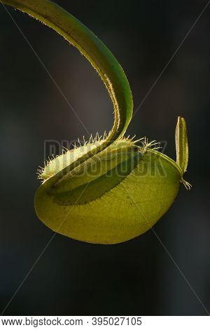 Close-up View Of Beautiful Tropical Pitcher Flower Or Monkey Cup.