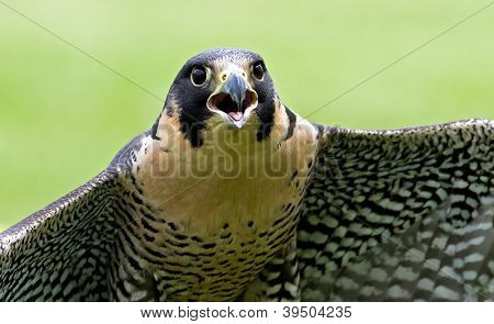 Peregrine Falcon