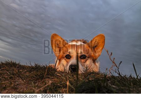 One Pembroke Welsh Corgi In The Setting Sun On A Hilltop Looks At The City