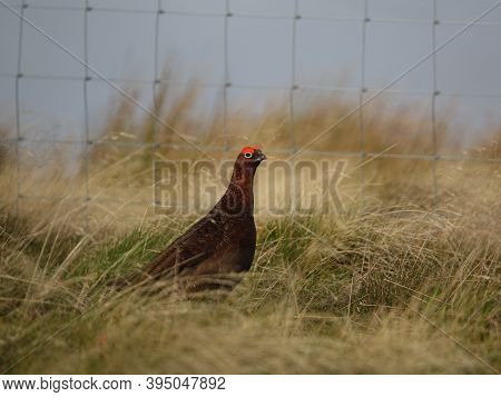 Male Red Grouse (lagopus Scotica) In Its Wild Moorland Habitat