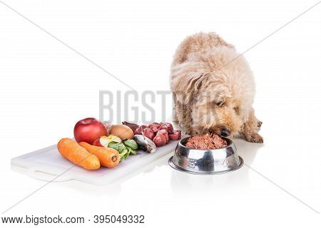 Healthy Dog Feeding On Barf Raw Meat Diet On White Background