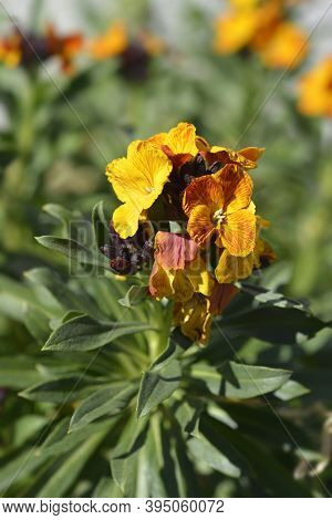 Orange Wallflower - Latin Name - Erysimum Cheiri