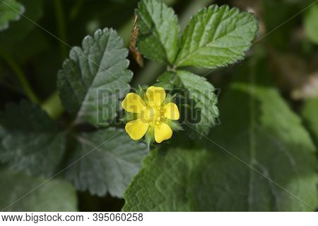 Indian Strawberry Flower - Latin Name - Duchesnea Indica (potentilla Indica)