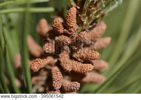 Dwarf Mountain Pine Mughus - Latin Name - Pinus Mugo Mughus