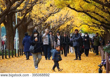 Tokyo, Japan - November 30, 2016: People Celebrate Ginkgo Avenue Autumn Foliage In Tokyo, Japan. Ich