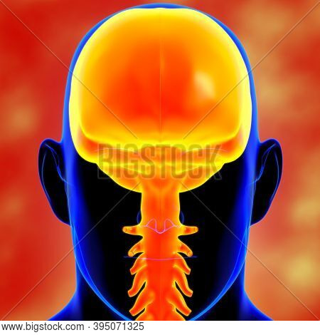 Dura Mater Anatomy For Medical Concept 3D