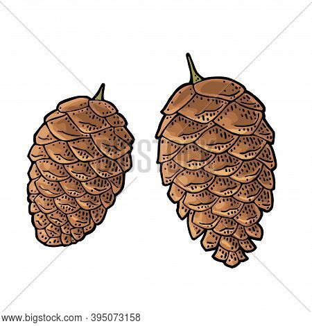 Pine Cone. Vector Vintage Color Engraving Illustration Isolated On White