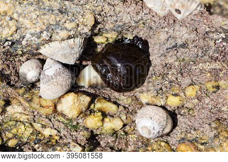 Beadlet Anemone And Winkles On Rocks In Brittany